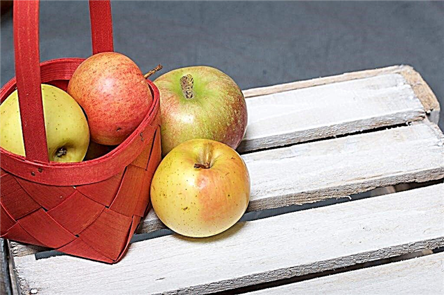 Odrůdové vlastnosti jabloní Korobovka