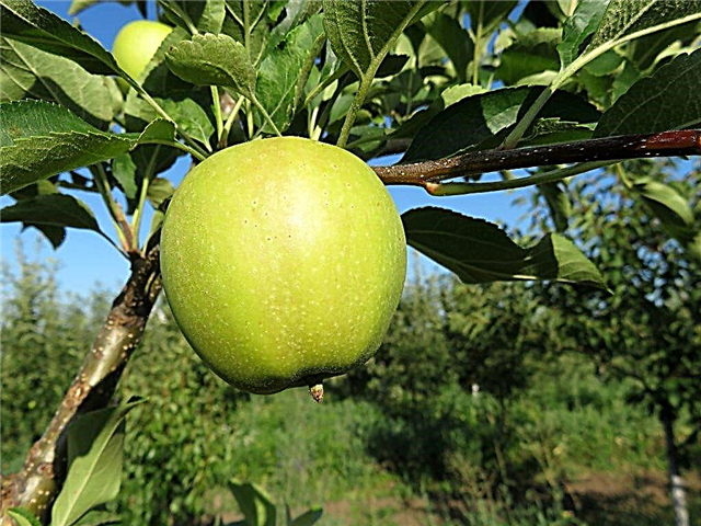 Anbau von Apfelbäumen 