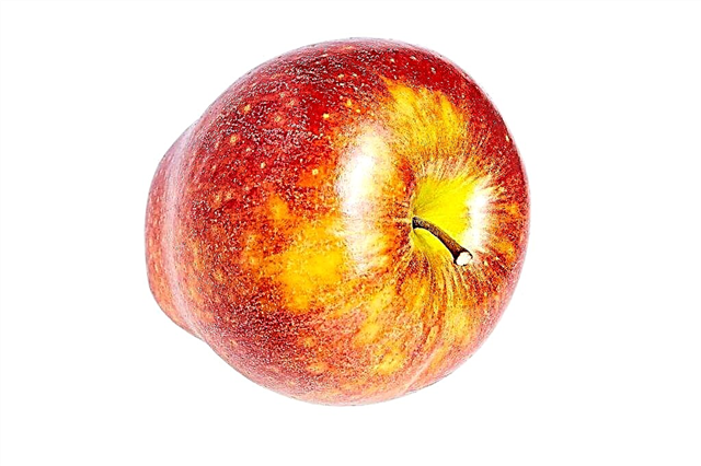 التفاح متنوعة الرئيس الأحمر