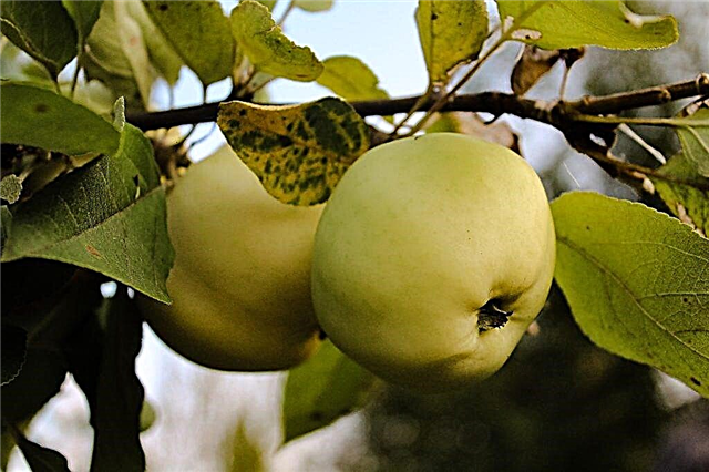 Growing Jung's apple tree