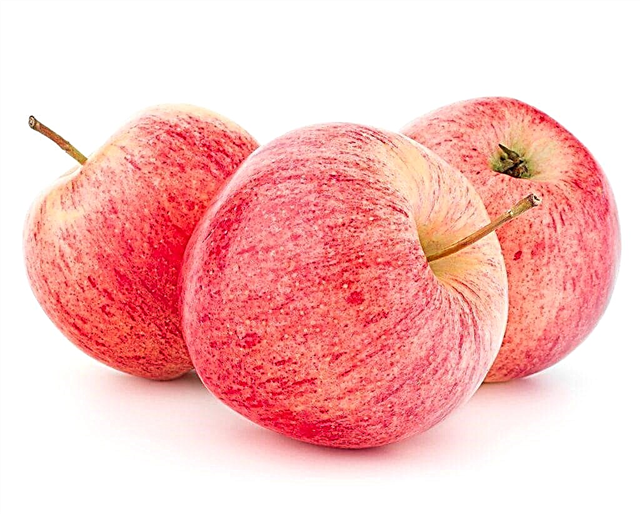 Deskripsi varietas pohon apel Bolotovskoe