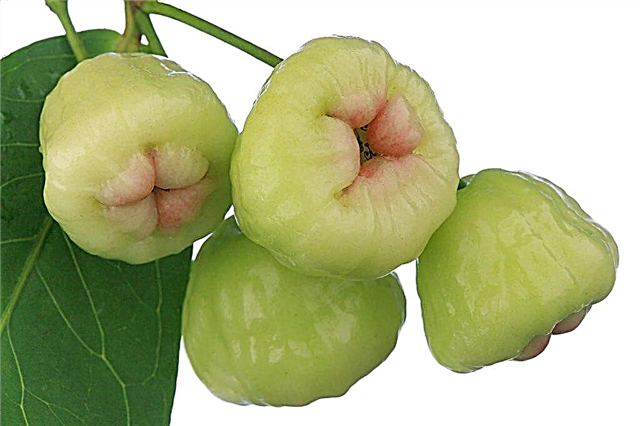 Features of the White Rose apple tree