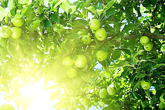 الخصائص المتنوعة لشجرة التفاح ذاكرة سيكورا