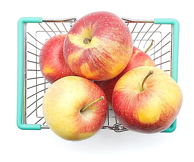 Beschrijving van de appelboomvariëteit Orlovskoe Striped