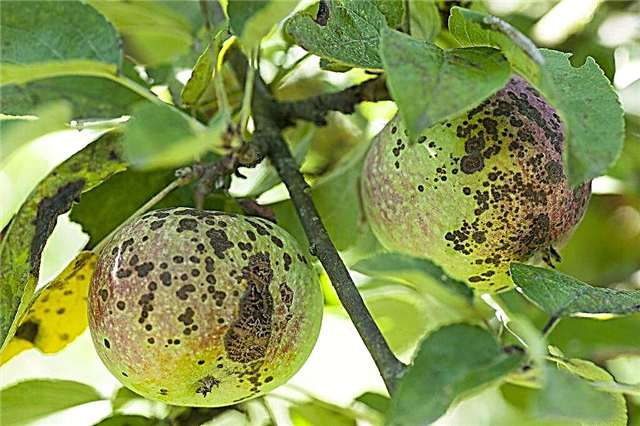 Scab control on an apple tree