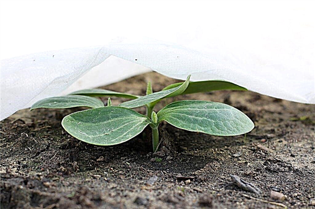 Rules for growing zucchini seedlings