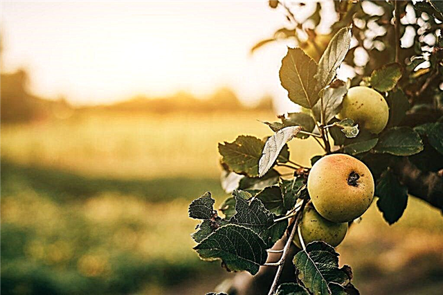 Značilnosti jabolk Berkutovskoe