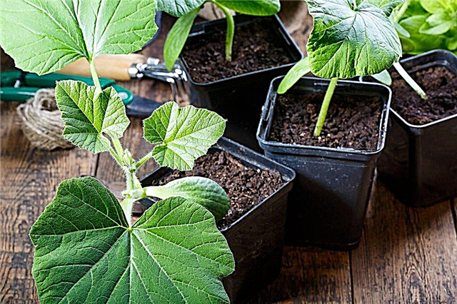 Cuándo y cómo plantar plántulas de calabaza