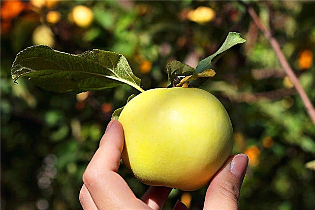 Características variadas da macieira russa