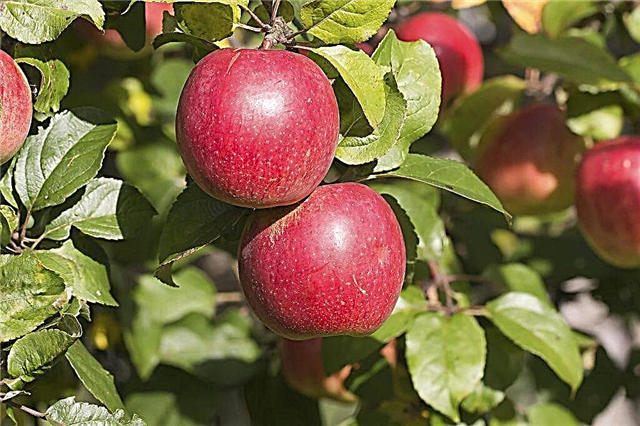 Tudo sobre a variedade de maçãs Kovalenkovskoe