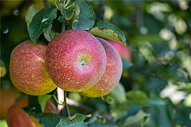 زراعة شجرة تفاح مارات بوسورين