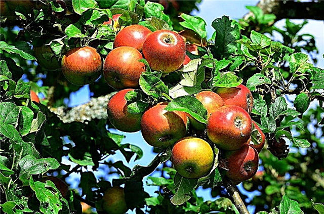 Äppelträd sorter Cherry
