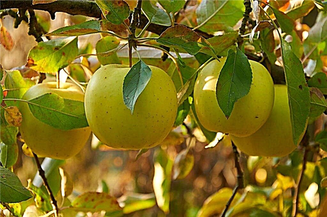 Ciri-ciri pokok epal Papiroyantarnoe
