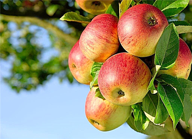 زراعة شجرة التفاح بمخطط القرفة