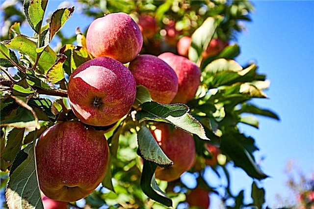 زراعة شجرة التفاح Quinti