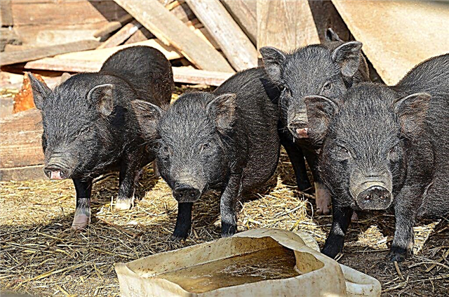 Vietnam domuz yavruları üreme