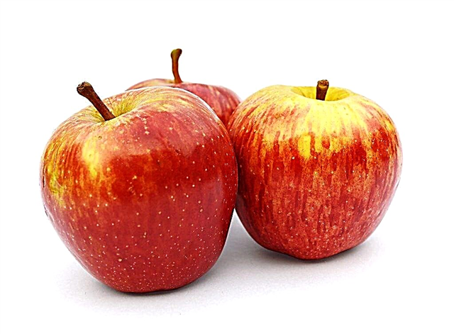 Características varietais da macieira Pinov