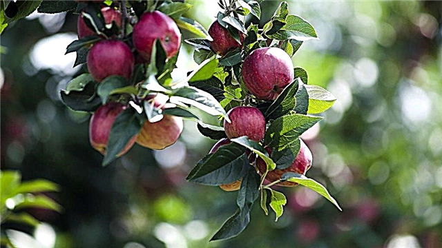 Características do cultivo de uma macieira Antey