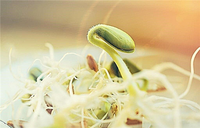 Caratteristiche di piantare zucchine