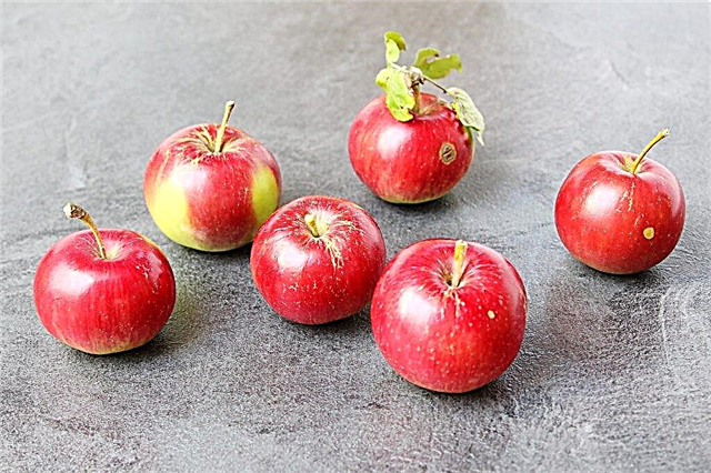 Beschrijving van de appelboomvariëteit Alesya