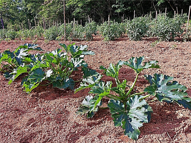 Temperatur für den Anbau von Zucchini auf freiem Feld