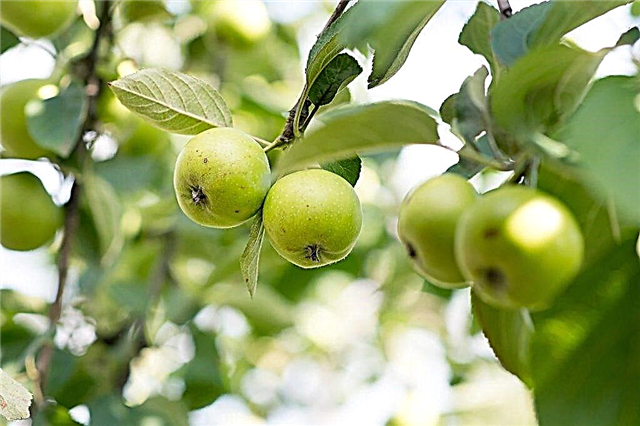 الميزات المتنوعة لشجرة التفاح Solnyshko