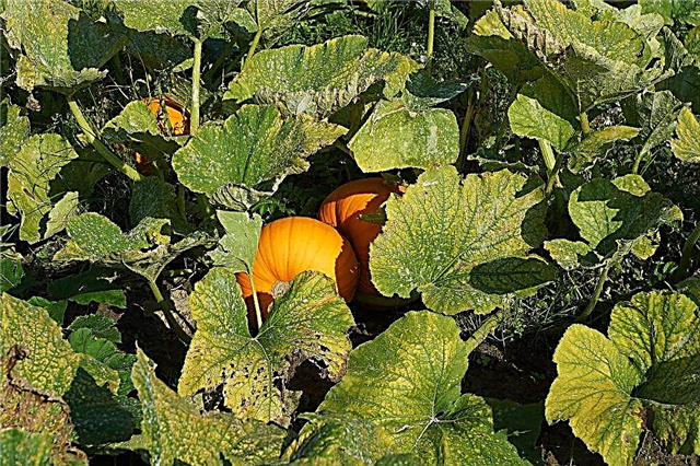 When to harvest pumpkin in the Moscow region and the Volga region