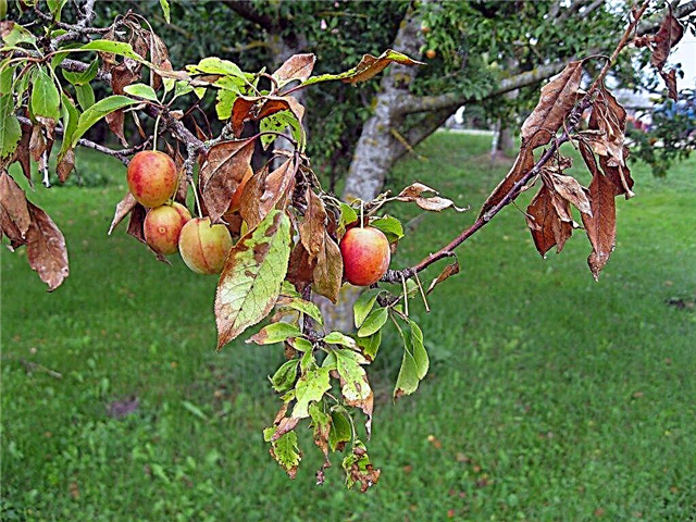 Behandlung einer Bakterienverbrennung eines Apfelbaums