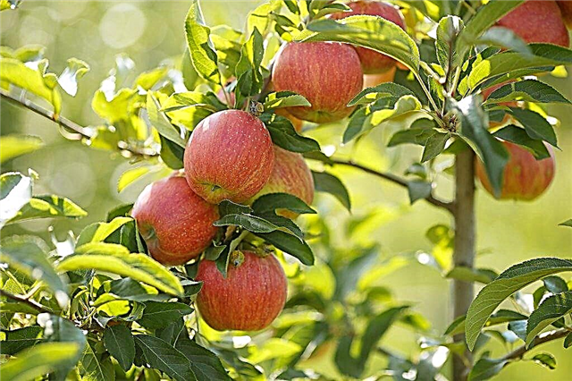 Vintage äppelträd Streyfling