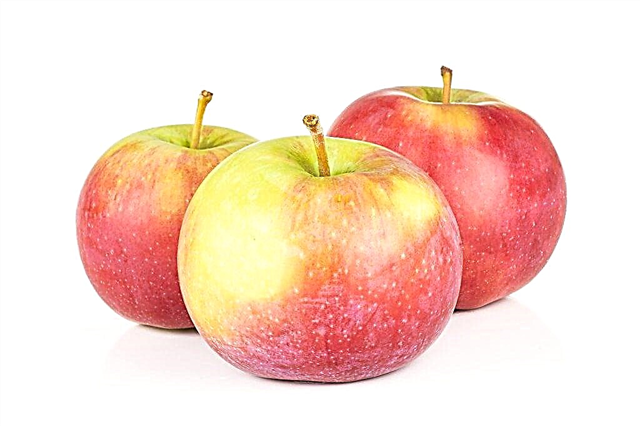 زراعة شجرة التفاح Jonagold