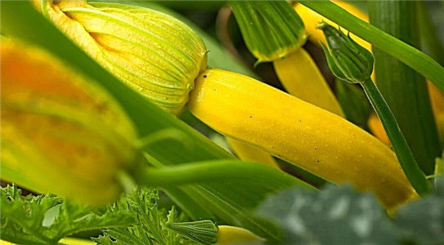 Causes of yellowing of zucchini
