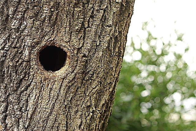 Rules for treating a hollow in an apple tree