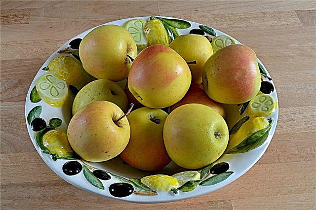 Características varietais da macieira Orlovsky pioneira