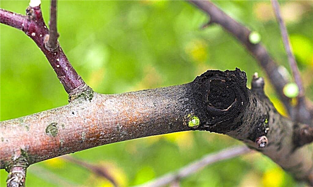 Kampf gegen schwarzen Krebs auf Apfelbäumen