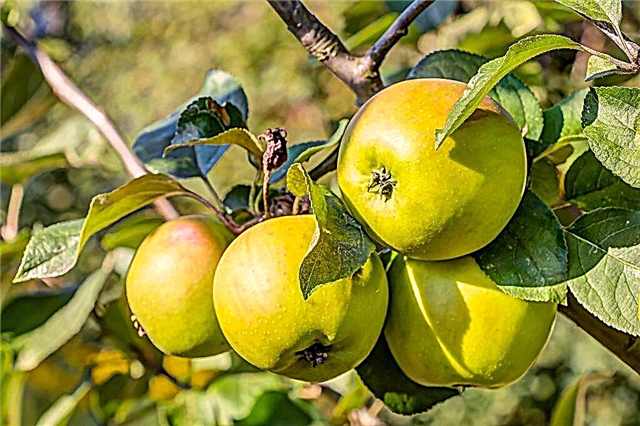 A Bratchud almafa jellemzői