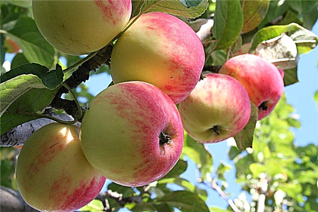 Đặc điểm giống của cây táo Mantet