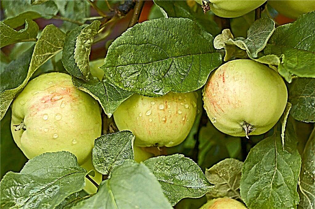 Variété de pomme Bogatyr