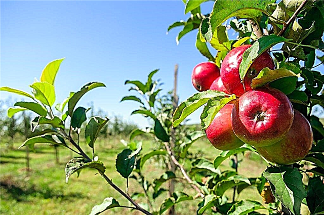 גידול עץ תפוח מודי