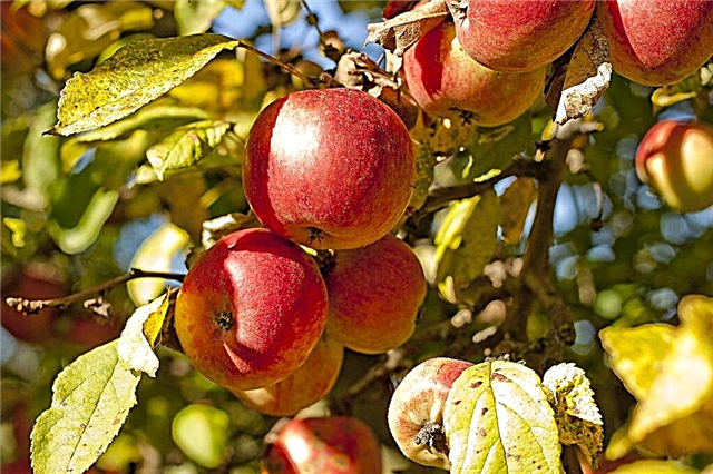 Varietal characteristics of the Gala apple tree