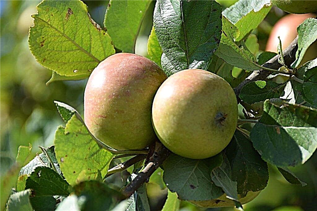 Växande äppelträd Stroevskoe