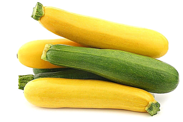 Skälen till uppkomsten av bitterhet i zucchini