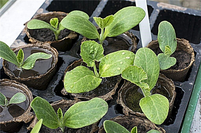 Planting zucchini according to the lunar calendar