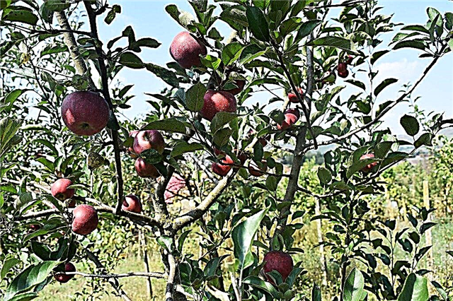 زراعة هدية شجرة التفاح لجرافسكي