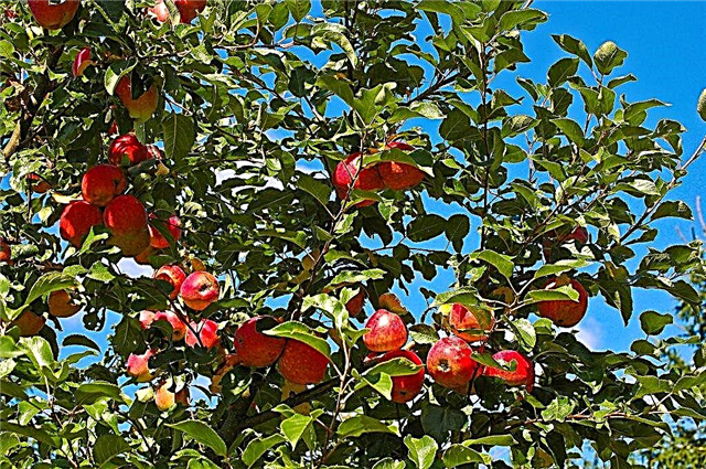 Ciri-ciri varieti pokok epal Orlik