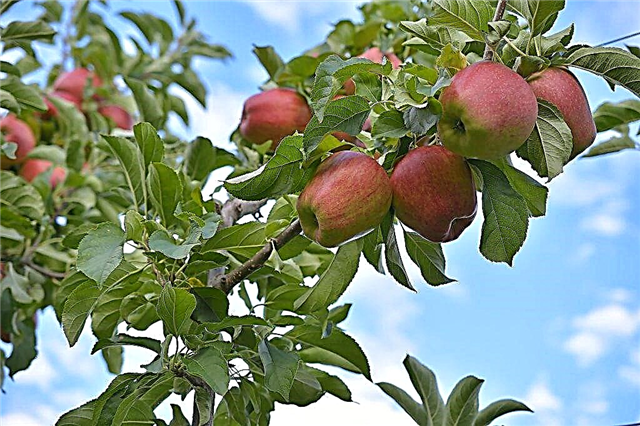Manzana columnar Vasyugan