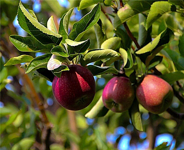 الخصائص المتنوعة لشجرة التفاح Kitayka Kerr