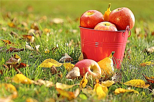 사과 나무 재배