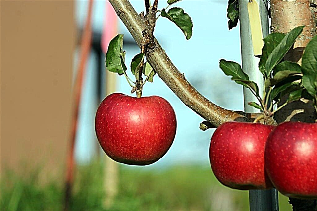 وصف شجرة التفاح Starkrimson