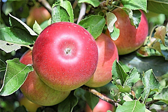 زراعة شجرة التفاح اليانسون