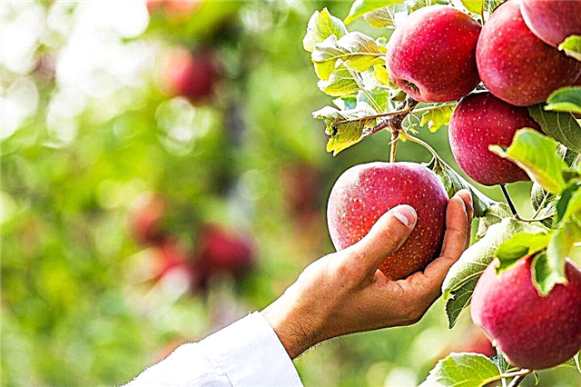 Cadeau de variété de pomme pour les jardiniers